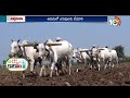 వేరుశనగ సాగులో మేలైన యాజమాన్యం | Groundnut Cultivation | Matti Manishi | 10TV  - 07:18 min - News - Video