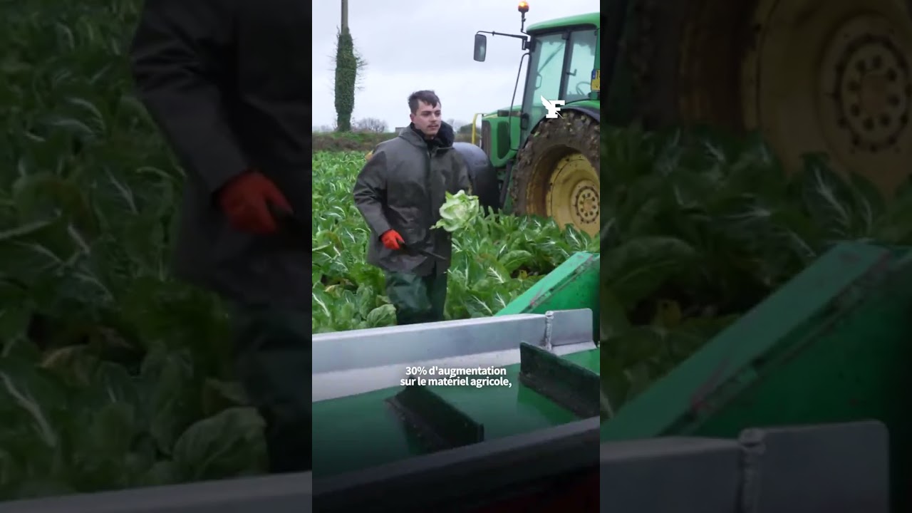 Confronté à un afflux de production durant l’automne, et à la concurrence croissante d’autres pays