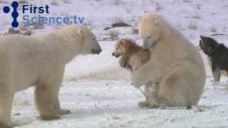 北極熊與哈士奇玩耍-好溫馨