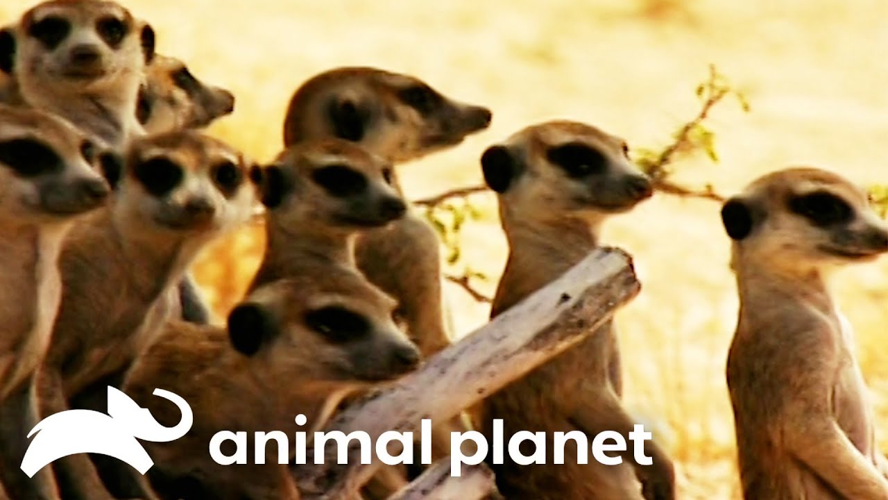 A Gang of War Dancing Meerkats! | Meerkat Manor | Animal Planet