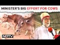 Madhya Pradesh News | Minister Prahlad Patels Initiative For Cows