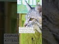 Orphaned bobcat kittens welcomed at New Orleans zoo  - 00:55 min - News - Video