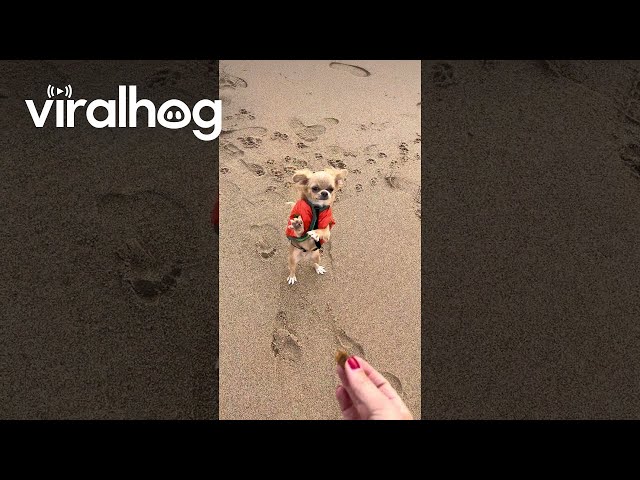 Tiny Dog With Big Personality Dances for Treat || ViralHog