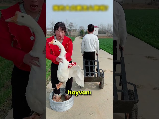 Enayi Hayvanını YÜRÜTTÜM!