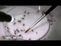 Growing risk of dengue fever as virus spreads