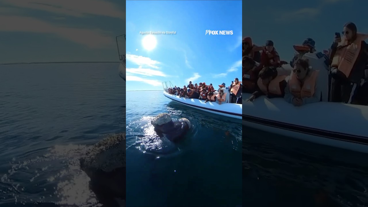 CLOSE ENCOUNTER: Whale watching group get once-in-a-lifetime view #fox #ocean #whale #shorts #viral