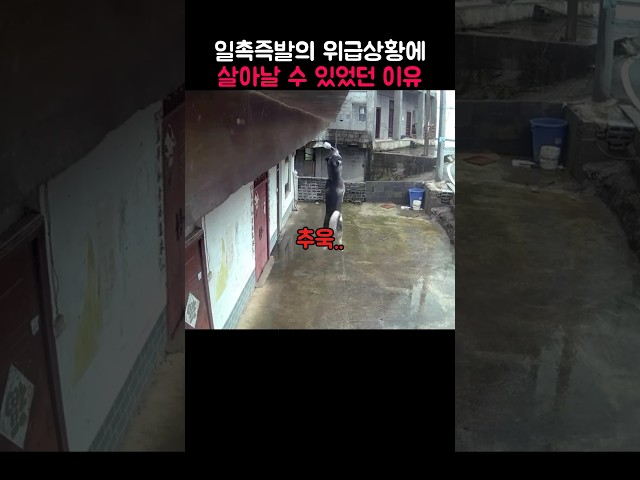 극적으로 댕댕이가 살아난 이유