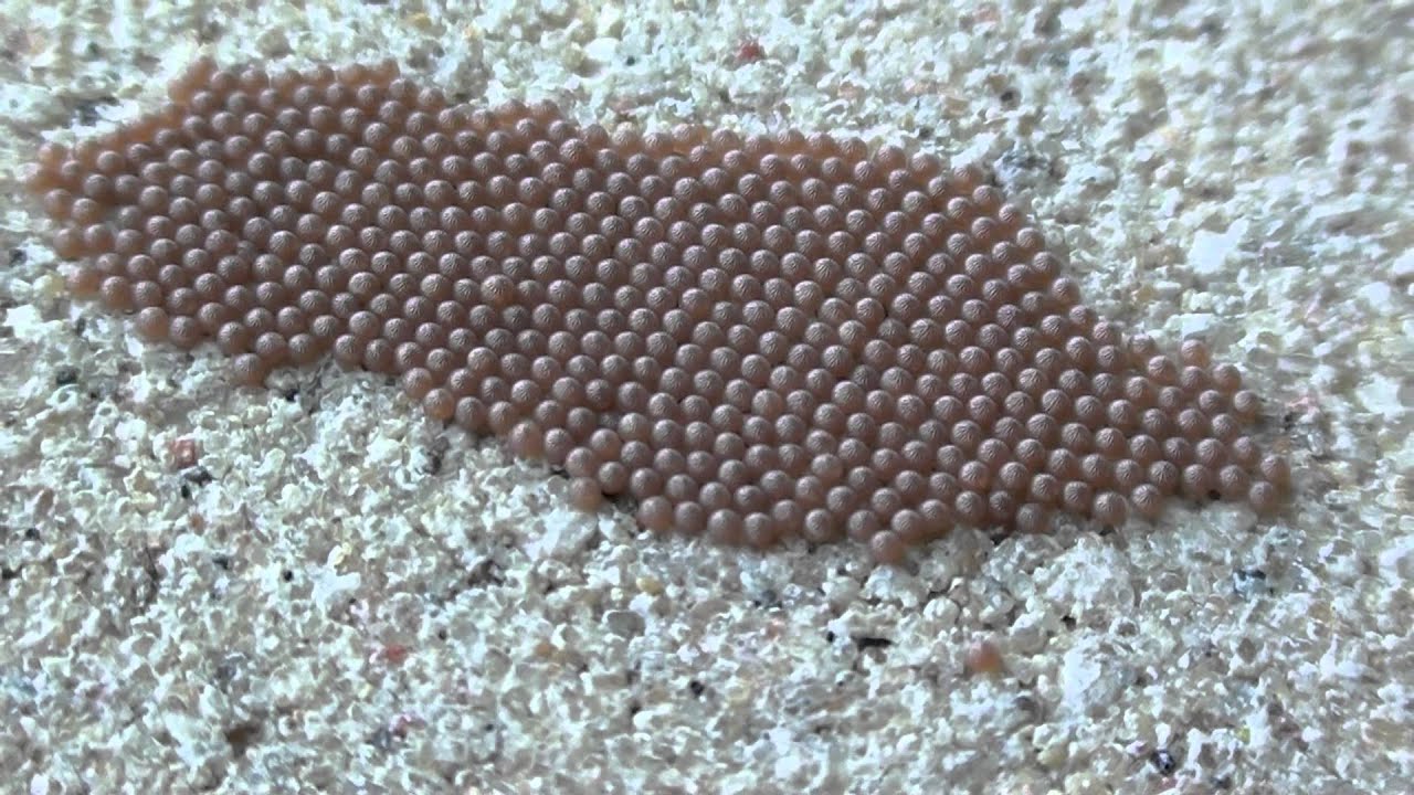 moth-eggs-noctuidae-on-cement-wall-youtube