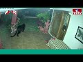 తమిళనాడులో బ్లాక్ పాంథర్ హల్చల్ | Rare Black Panther Captured In CCTV  | jordar News | hmtv  - 00:56 min - News - Video