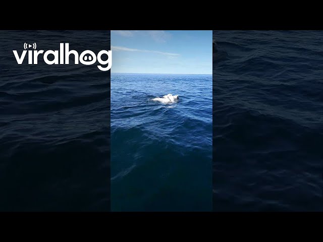 Boaters Cross Paths With Polar Bear and Her  Cubs || ViralHog
