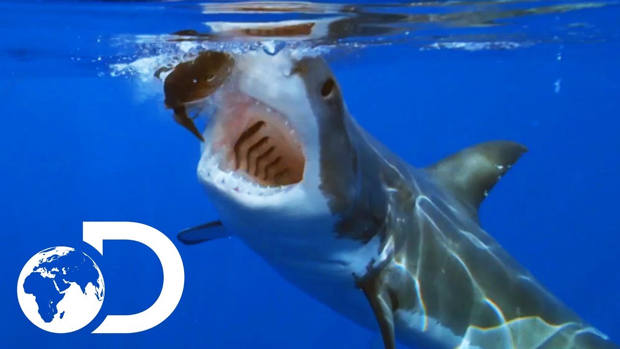 Terrifying Great White Shark Gets Tagged As It Hunts | Shallow Water Invasion