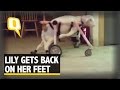 Disabled Lamb Using A Wheelchair to Walk Will Make Your Heart Melt