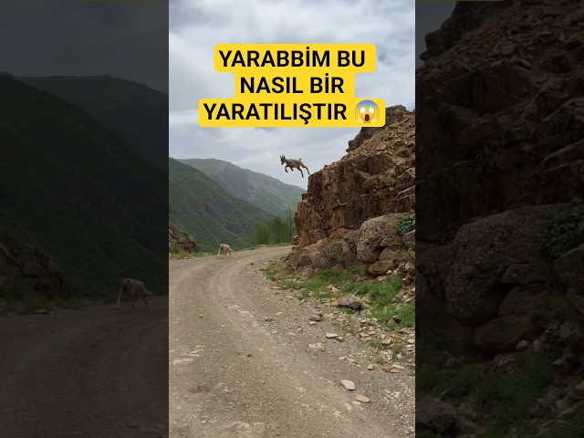 100 Yılda bir gerçekleşn bir Olay DAĞ KEÇİSİNE BAKIN 😱#doğu #dağkeçisi #keçi #dağlar #hayvanlar #dağ
