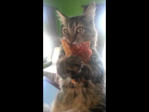 Nigdy nie zadzieraj z głodnym kotem!