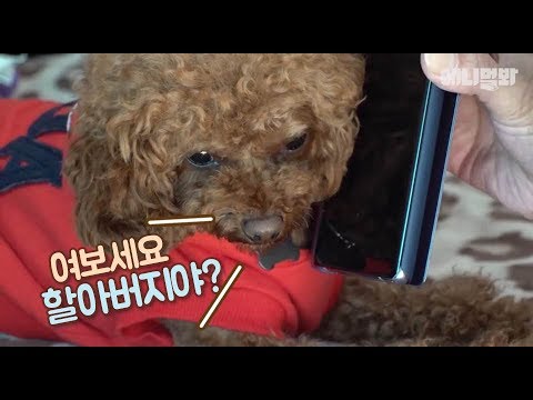 (지금 중요한 통화중)ㅣ Wonder How Poodle Dog Who Favors Grandpa Ended Up?!