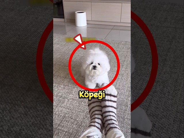 Köpek Sahibine Eğitimli Bir Hizmetçi Gibi Davranır