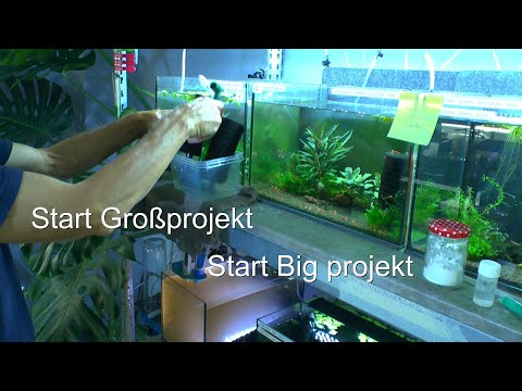 Shrimp Großes Projekt für die Zukunft startet durch. Caridina und Neocaridina in der Zukunft