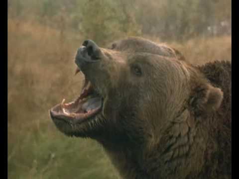 Grizzly Falls'