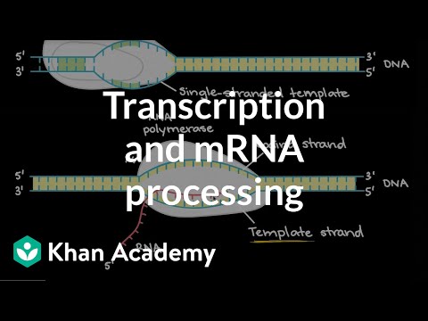 Transcription and mRNA processing | Biomolecules | MCAT | Khan Academy
