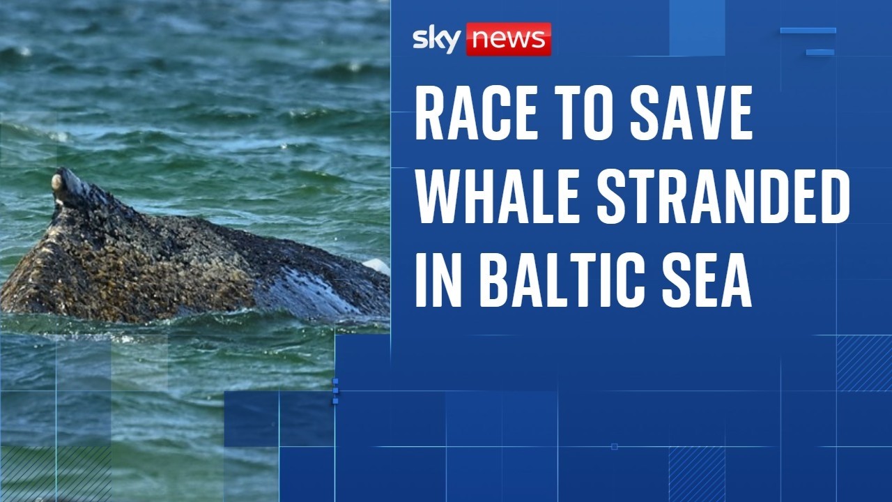 Battle to save humpback whale stranded in shallow waters