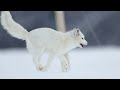 Why Norway is feeding Arctic foxes amid climate threat | REUTERS  - 03:03 min - News - Video