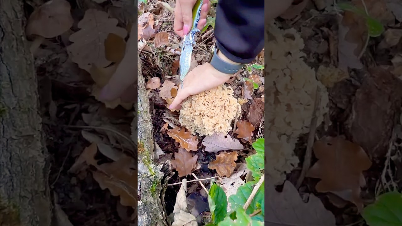 Falešná dršťková z kotrče kadeřavého | Těhotnej kuchař