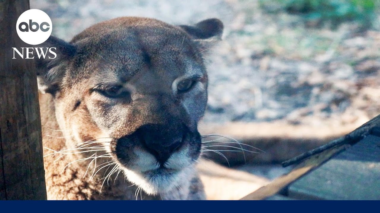 Here's how experts are trying to save the endangered Florida Panthers