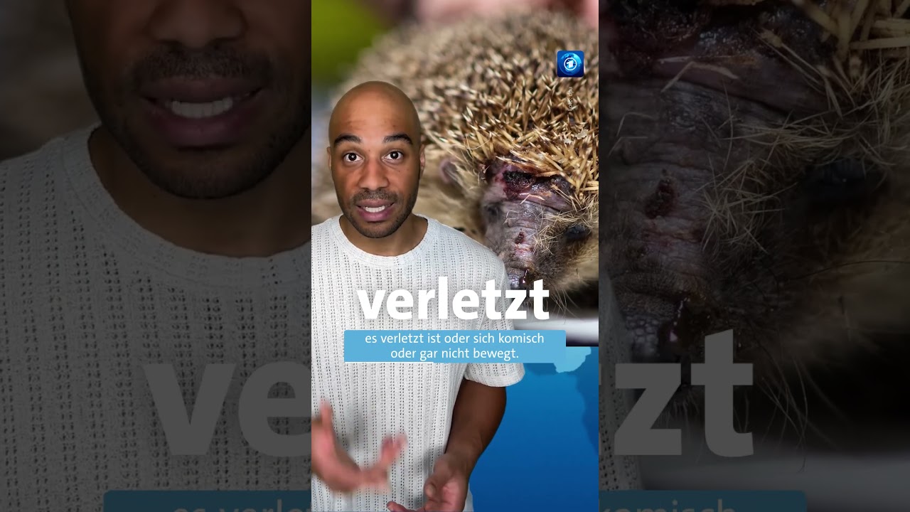 Ihr findet tagsüber einen Igel? In diesem Video erfahrt ihr, was zu tun ist. igel shorts