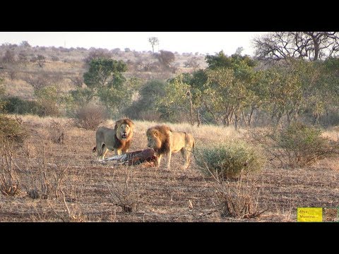 Zebra Trying To Give Birth - Watch What Happens Next In Nature