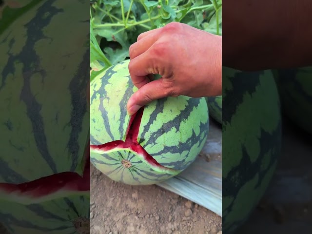 Opening a watermelon with fingers