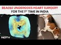 Beagle Undergoes Non-Invasive Heart Surgery, A First For India Say Doctors Who Operated