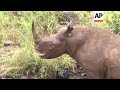 Kenia lanza gran proyecto de reubicación de rinocerontes - 01:31 min - News - Video