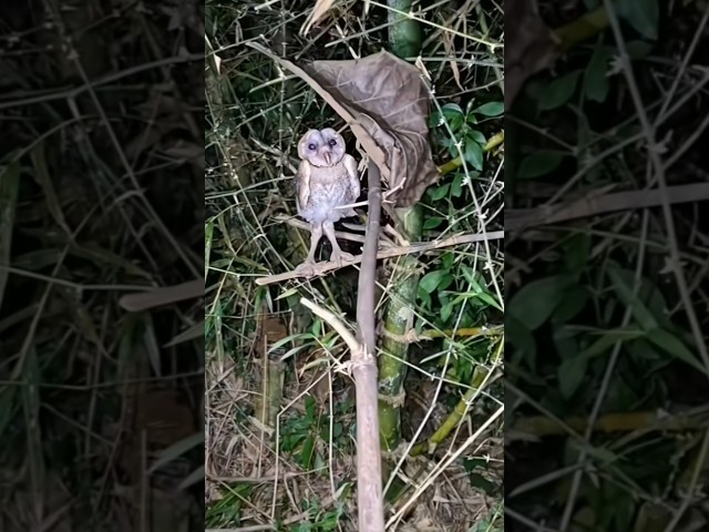 พามาดูนกฮูกที่แอบอยู่หลังใบไม้แห้ง #นกฮูก #นกเค้าแมว #นกแสก #สัตว์โลกน่ารัก #owl #shorts