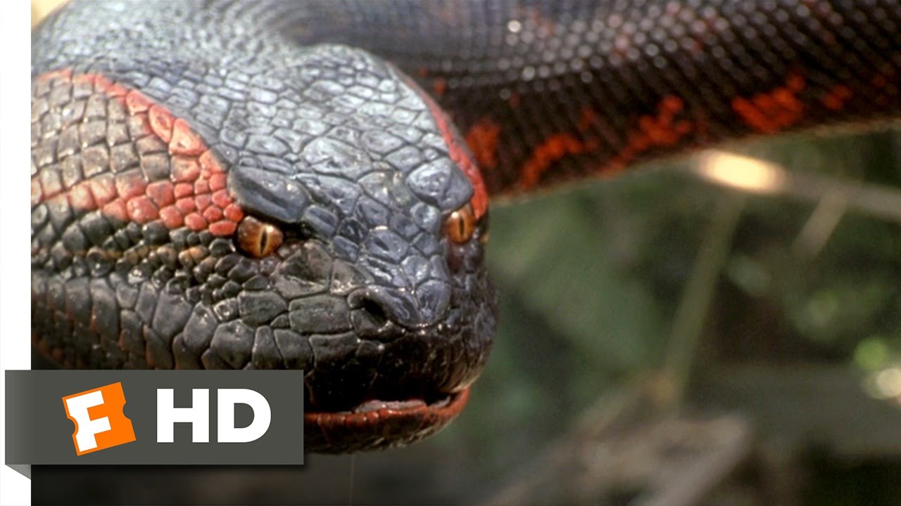 Anaconda Filmleri Traderinput