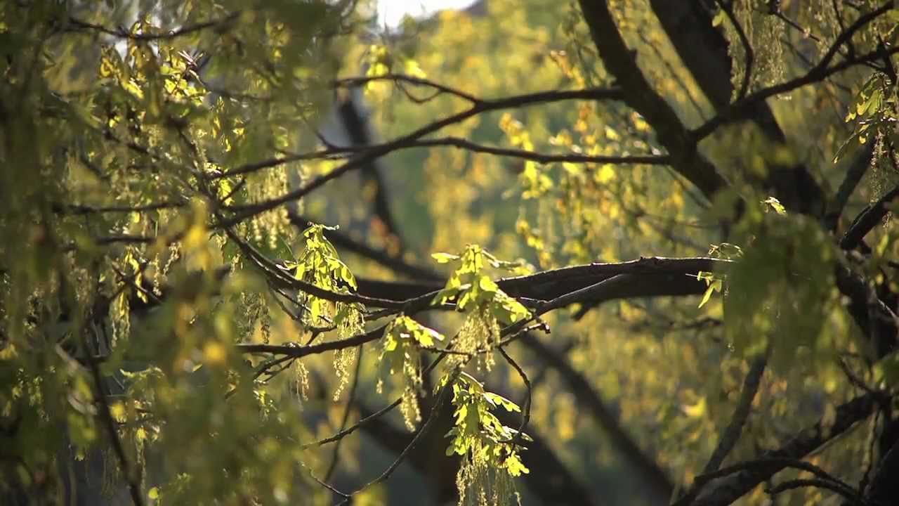 Talking Tree - Der Film