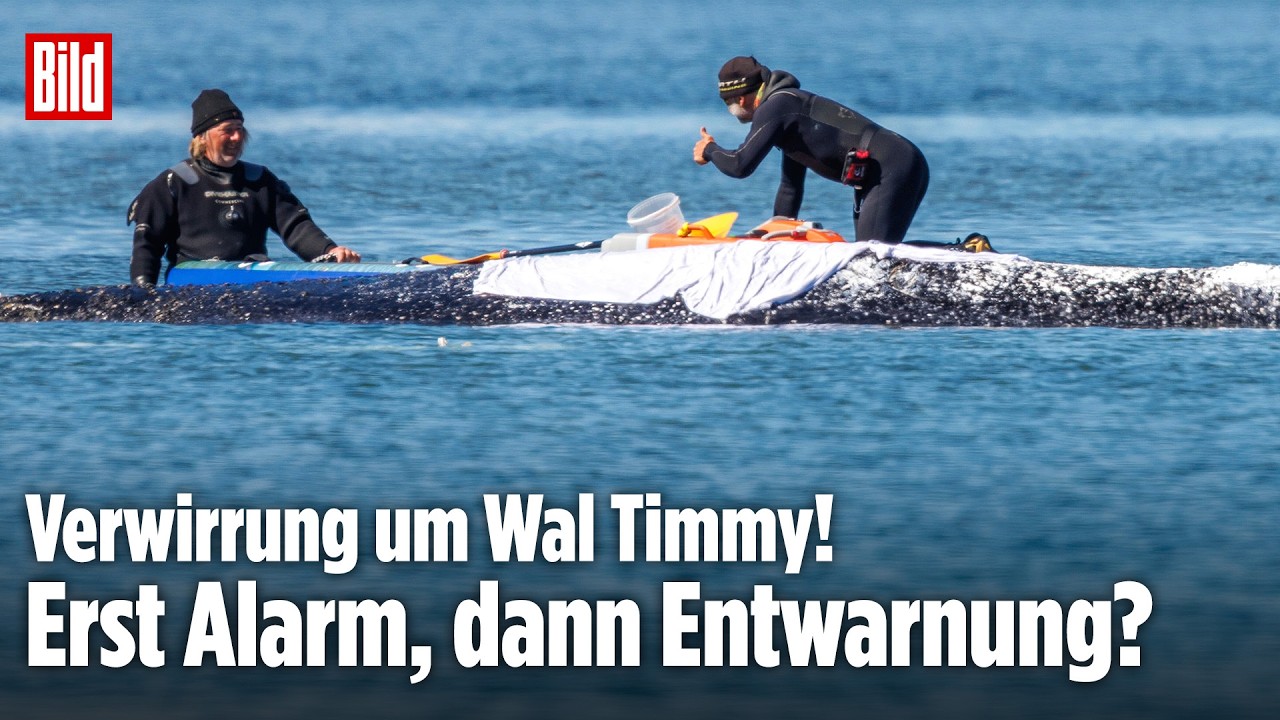 Wal-Krimi um Timmy: Verwirrung um Gesundheit von Buckelwal Timmy!