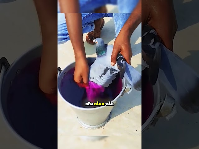 Điều đáng sợ xảy ra khi anh chàng đặt chim bồ câu vào xô thuốc màu 😱