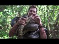 New species of anaconda discovered in Amazon | REUTERS