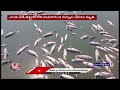 Hundreds Of Fishes Found Dead In Pond Due to Summer Heat | Rangareddy  | V6 News  - 01:38 min - News - Video