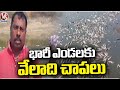 Hundreds Of Fishes Found Dead In Pond Due to Summer Heat | Rangareddy  | V6 News