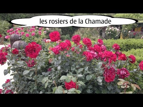 Video realizado por la propiedad
