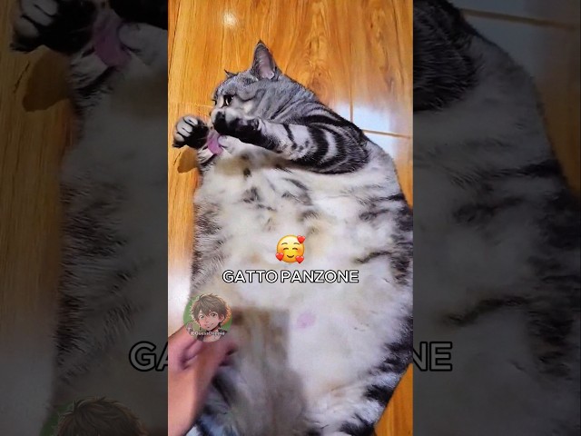 🐱 Gatto panzone (PARTE 2)