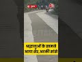 गिरिराज पर्वत पर श्रद्धालुओं के बीच उस समय अफरा-तफरी मच गई,जब अचानक सीढ़ियों पर एक शेर आ गया #shorts
