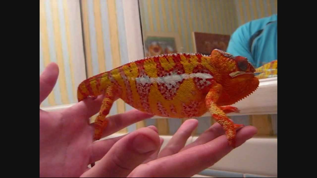 Chameleon Changing Color - YouTube