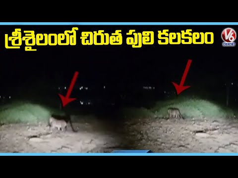 Leopard spotted in Srisailam, viral video