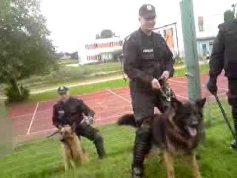 Полициско куче гризна навивач
