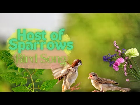 Group of Sparrow | Host of Sparrow Chirping