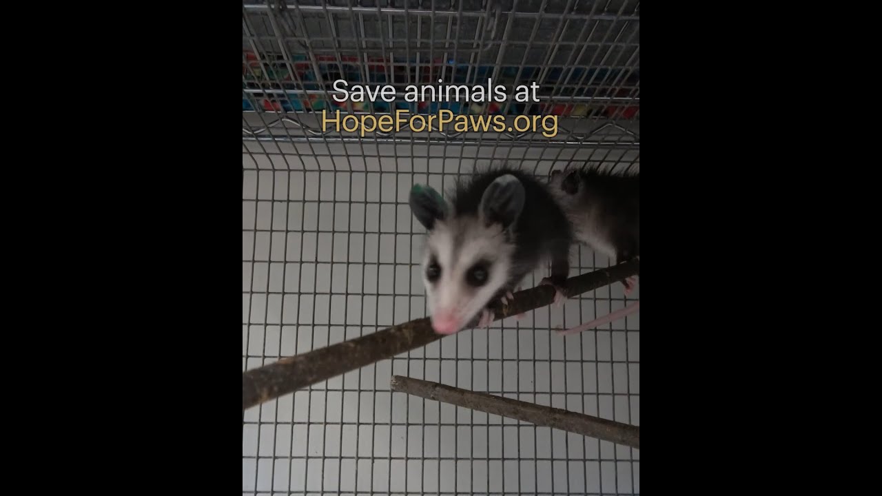 Little baby opossums.