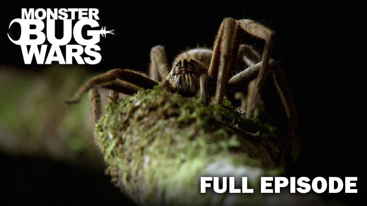 Beetle Wars: Who Will Win? | S2E1 | Monster Bug Wars