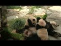 LIVE: Twin panda cubs meet the public with their mother Ying Ying | REUTERS - 35:28 min - News - Video